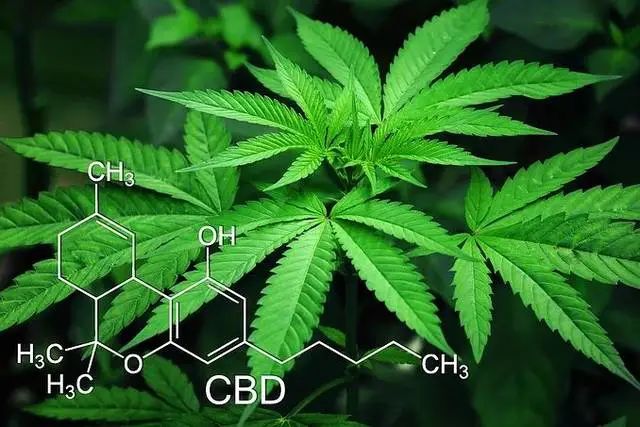 大麻