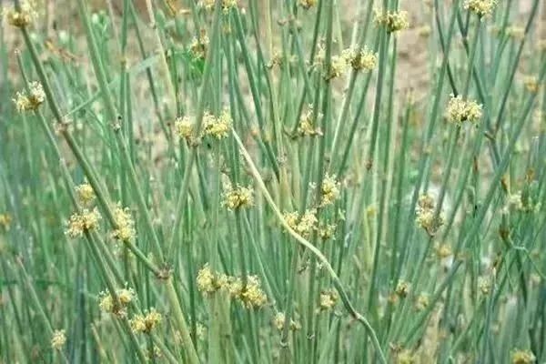麻黄草